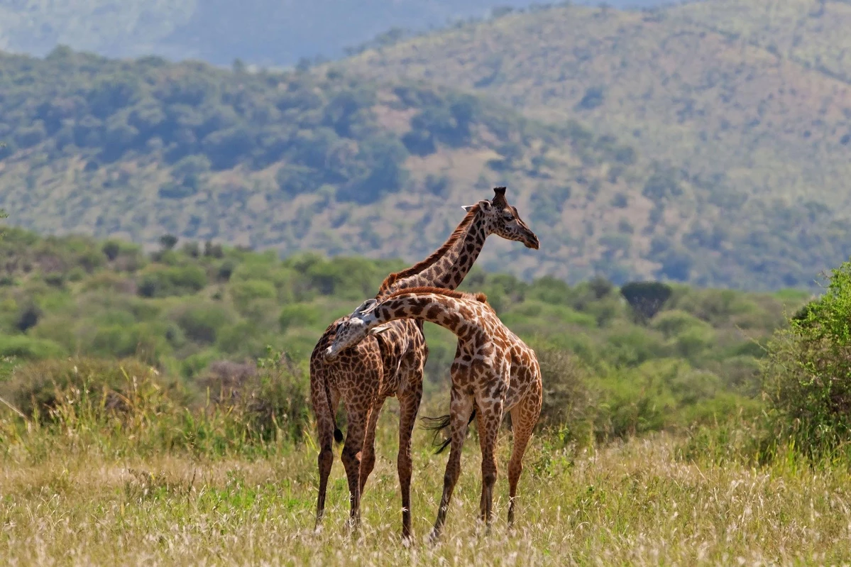 Tarangire National Park