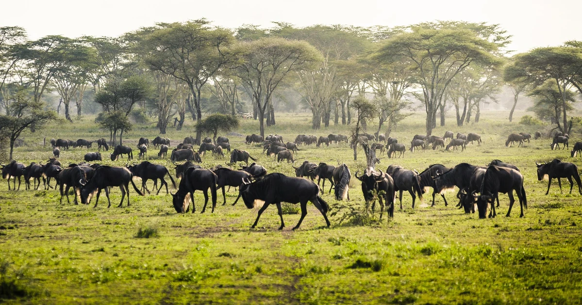 Arusha
