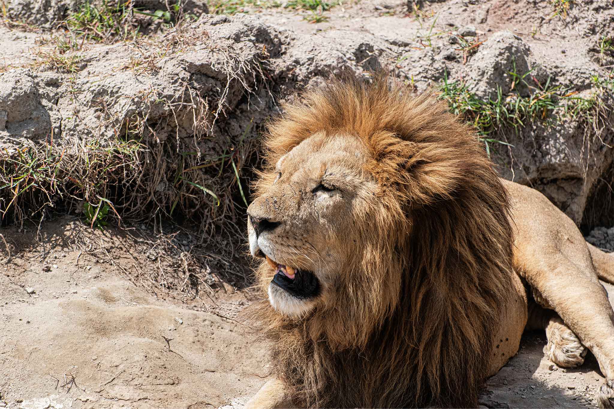 Lion
