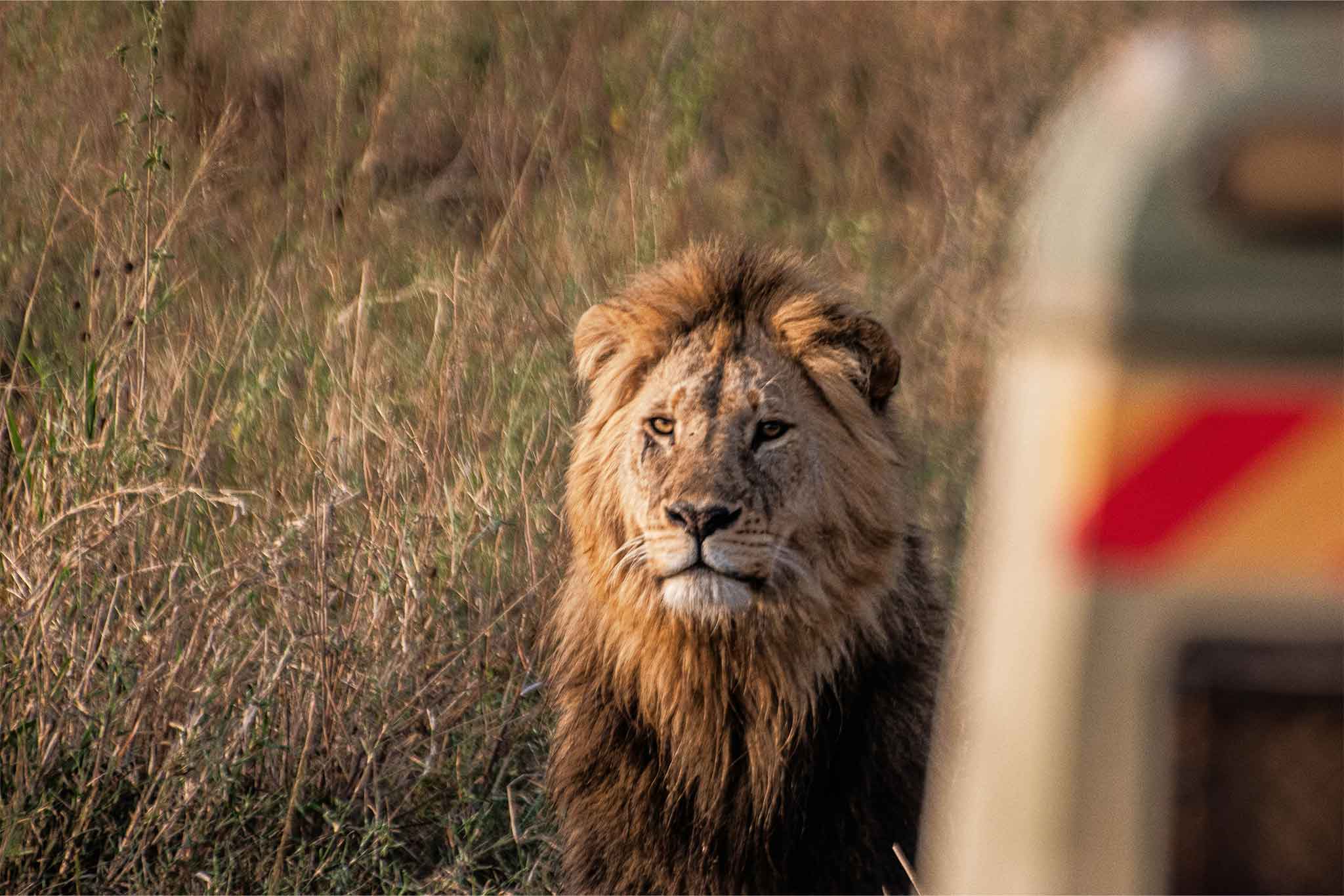 Lion