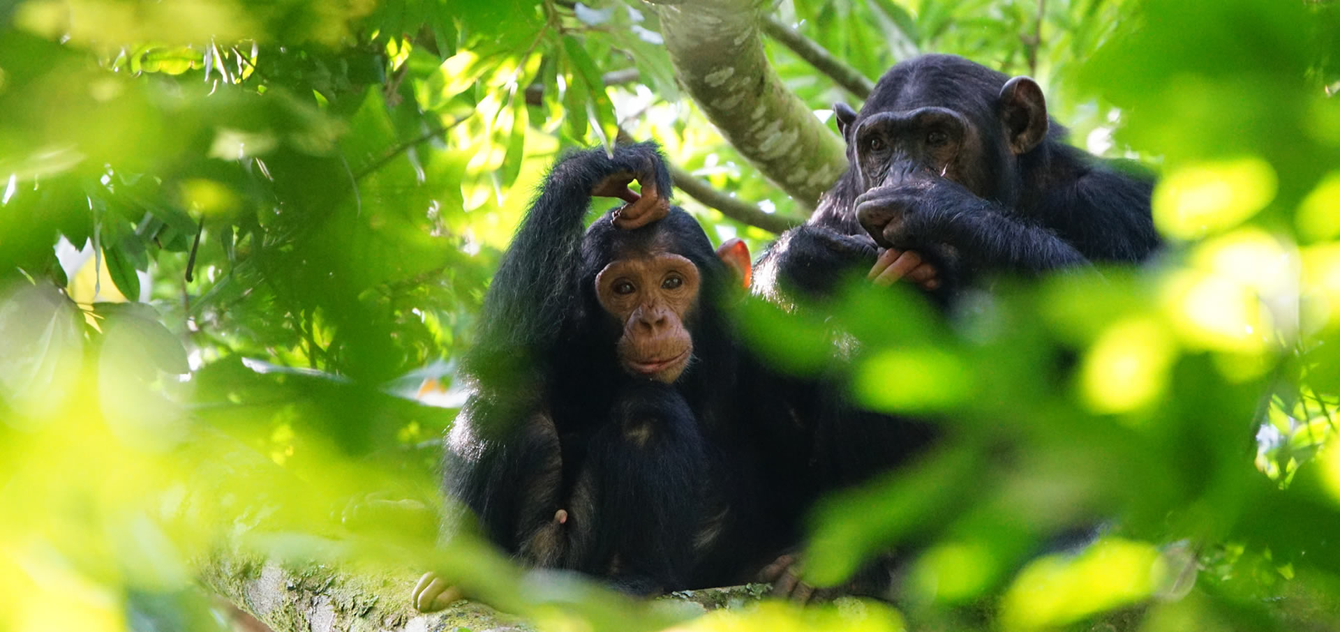 Gombe Chimps