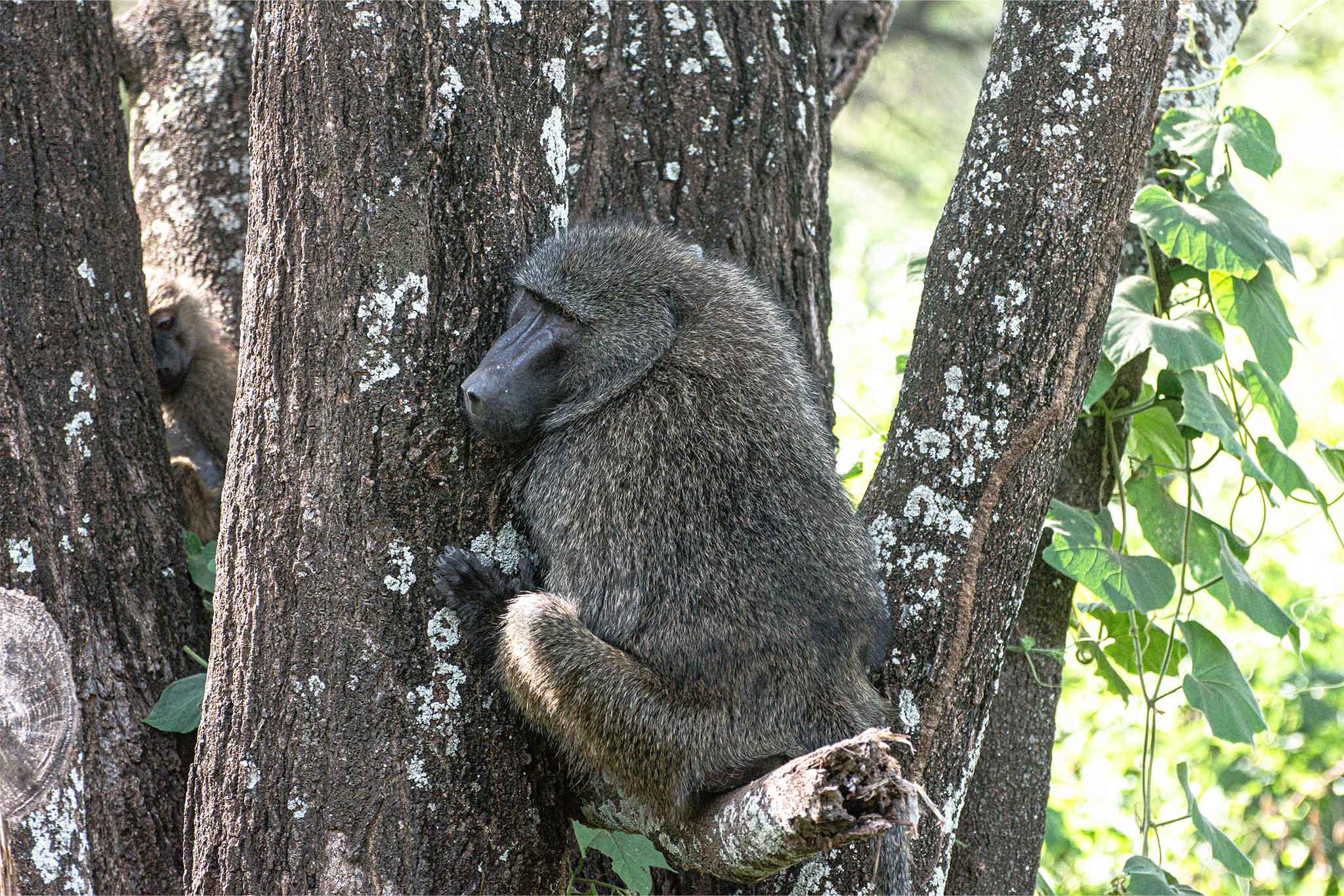 Baboon
