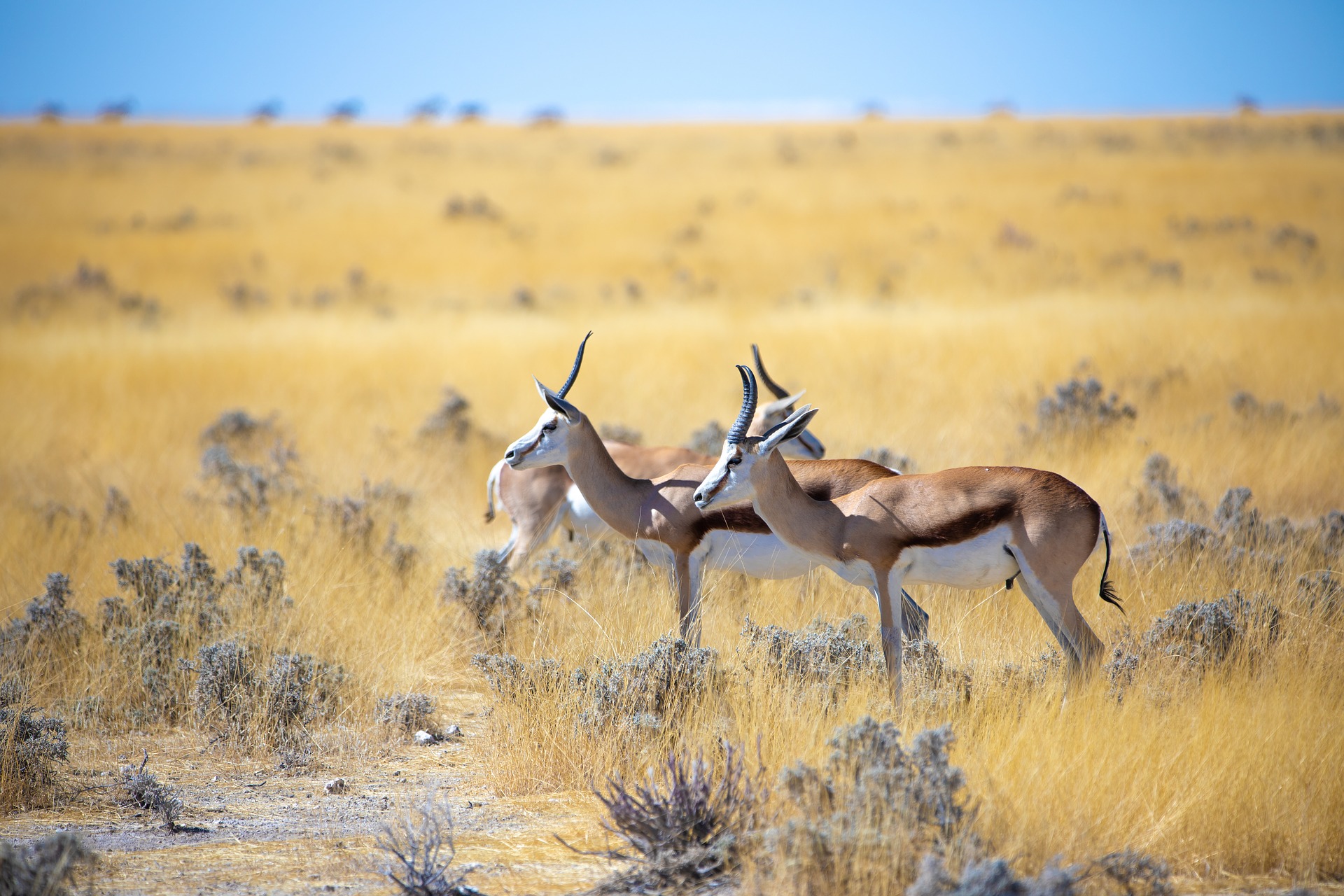 Maswa Game Reserve