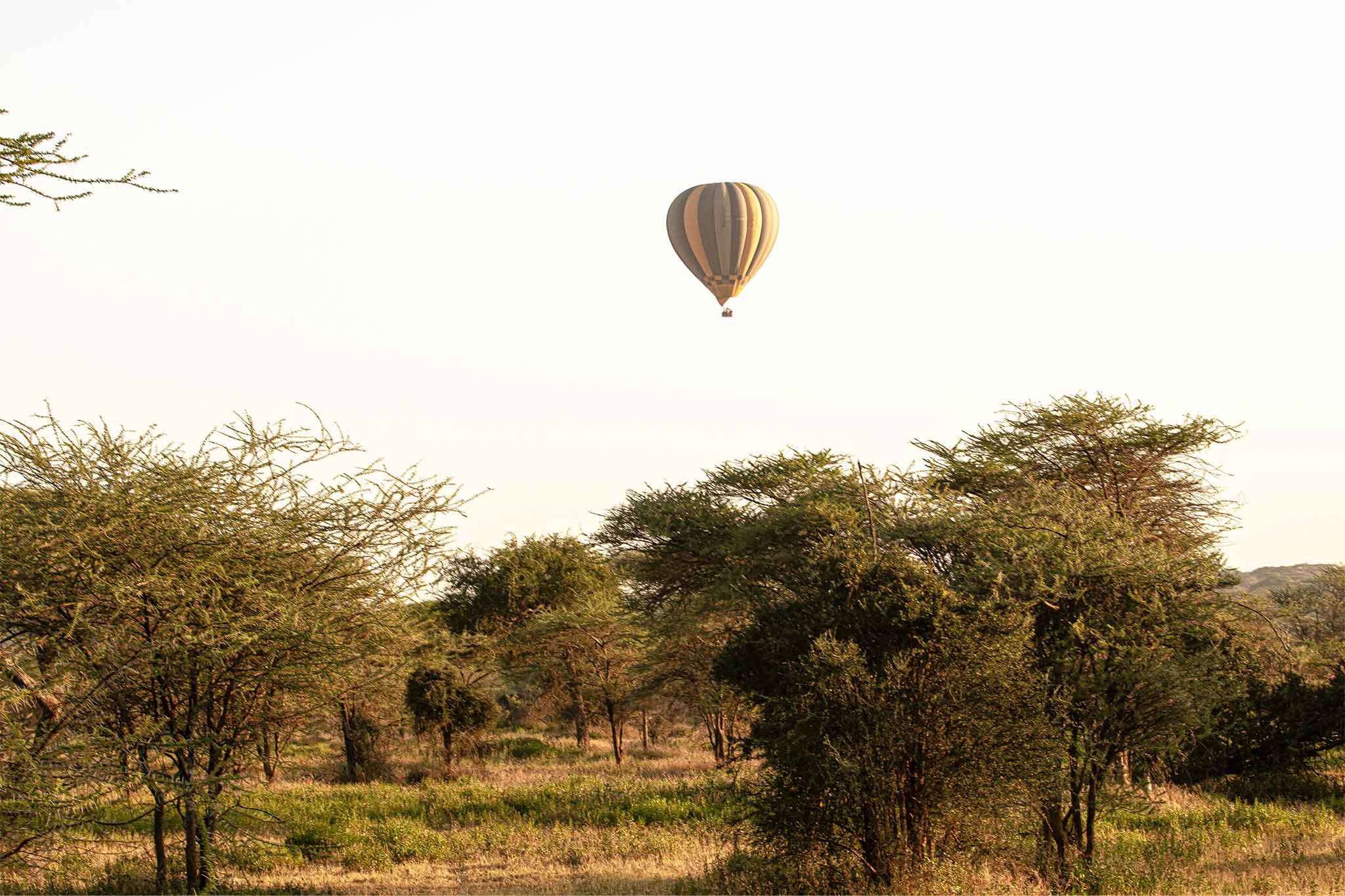 Ndutu Pride
