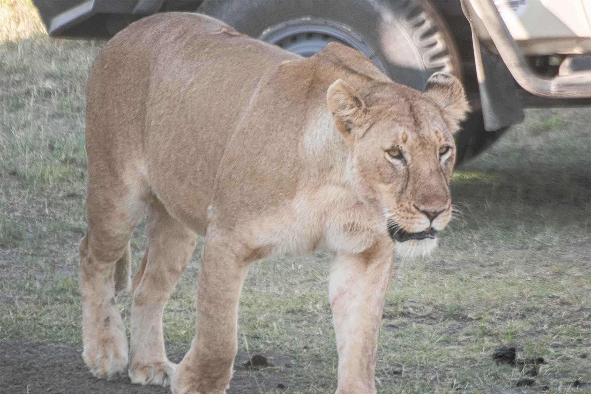 Ndutu Pride