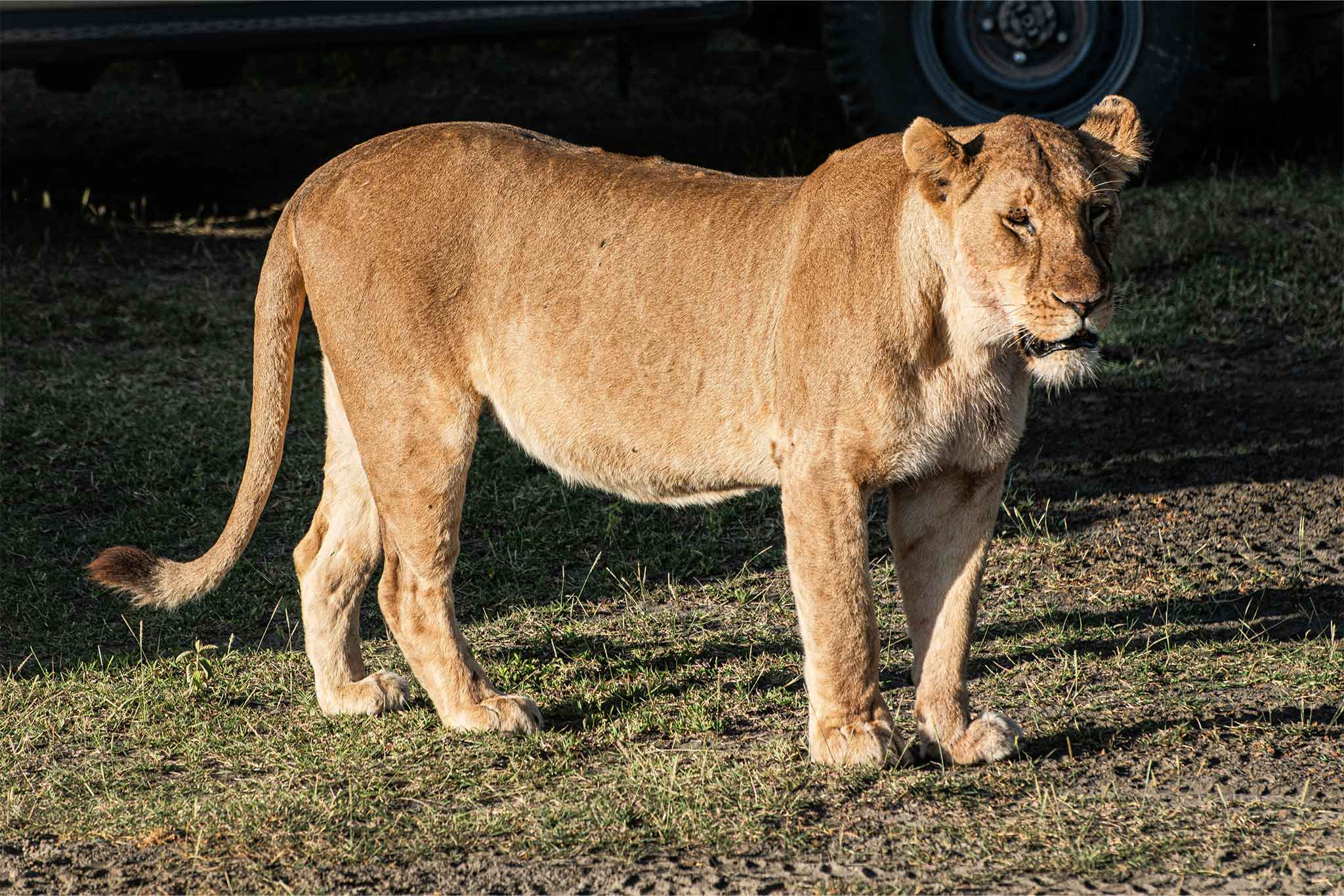 Ndutu Pride