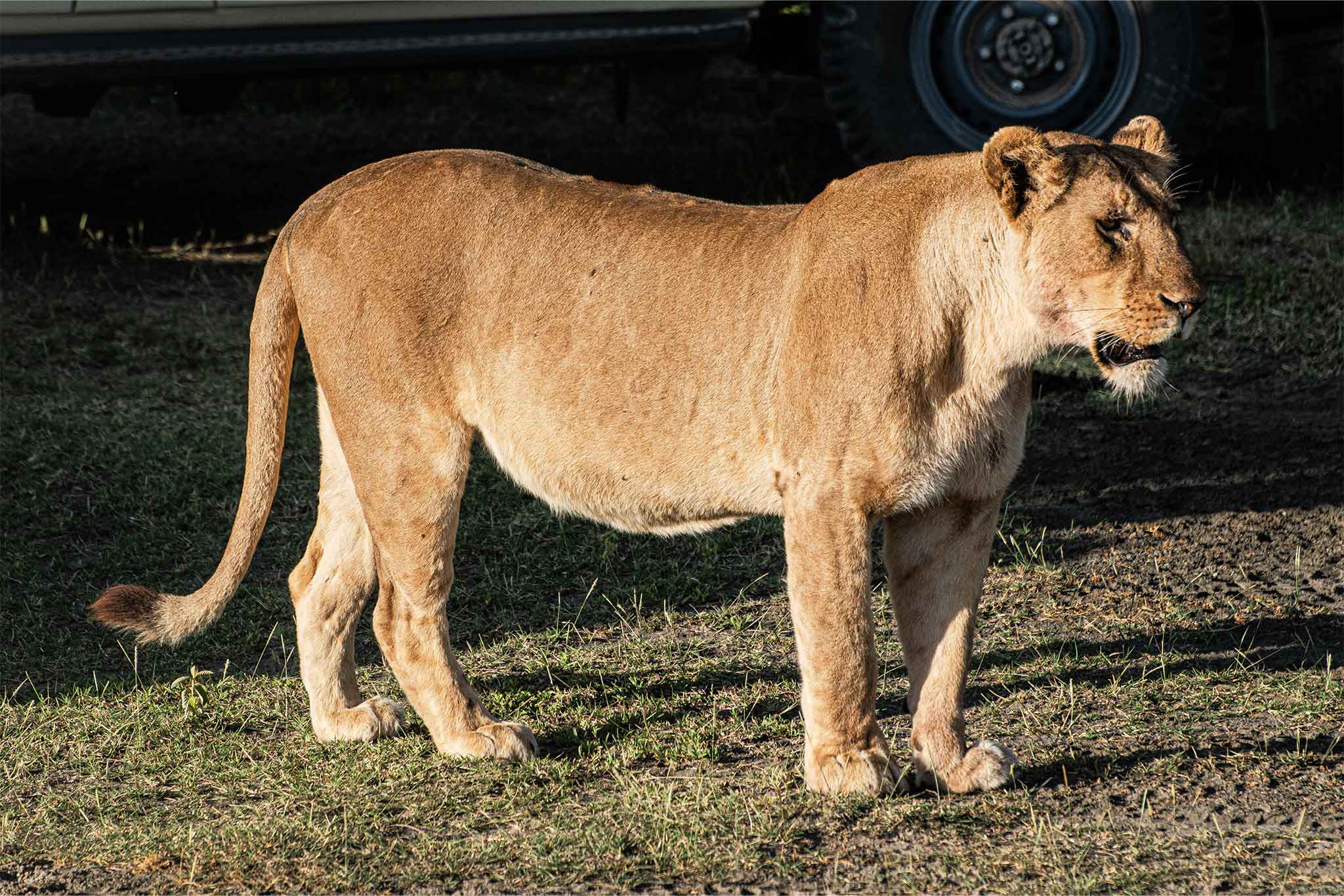 Ndutu Pride