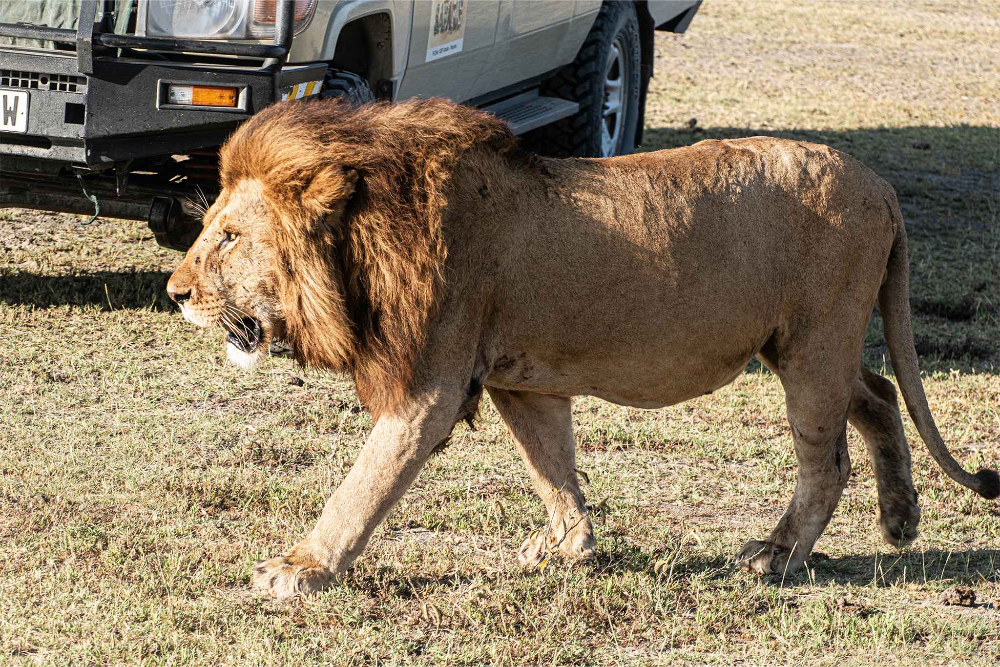 Ndutu Pride