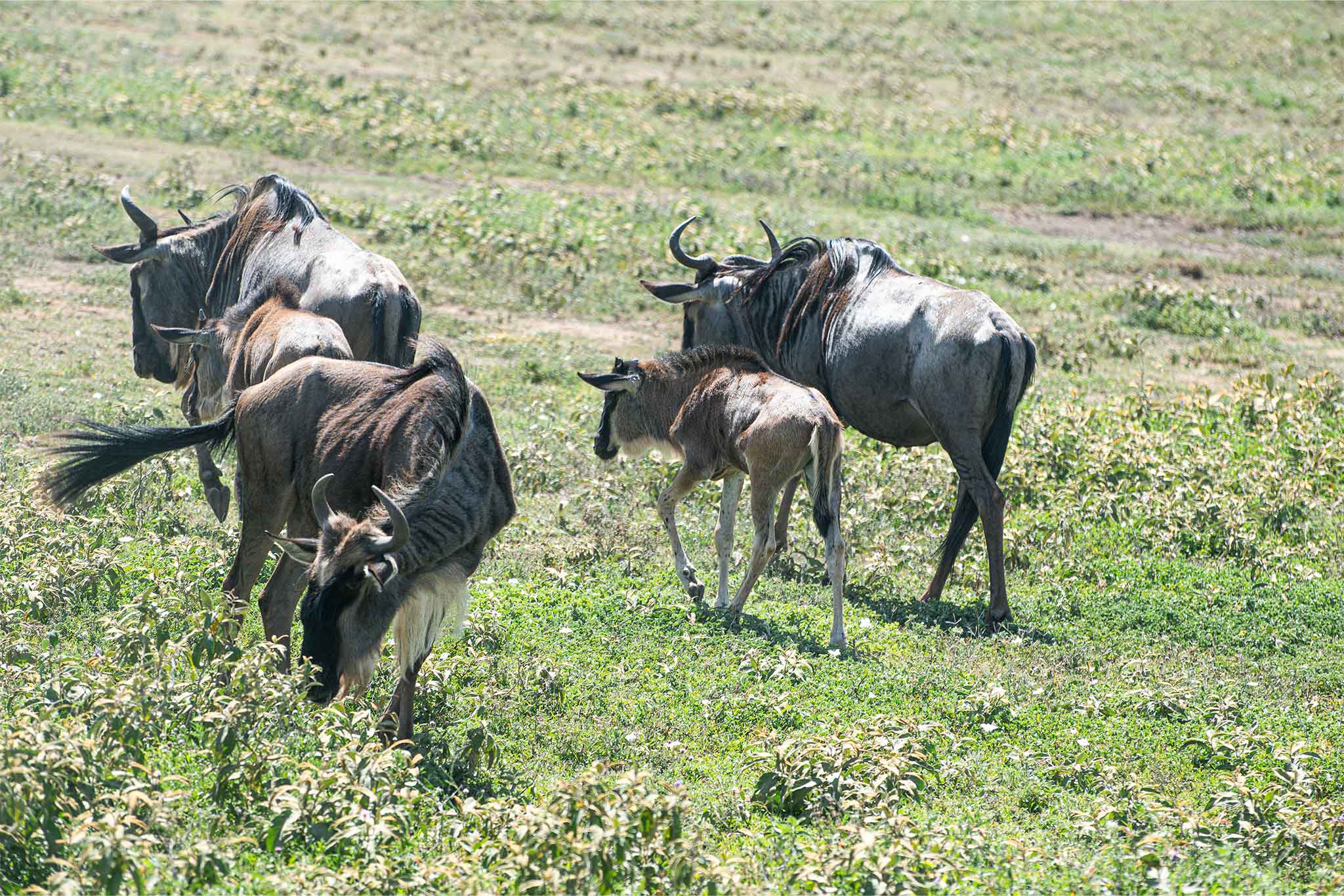 Serengeti