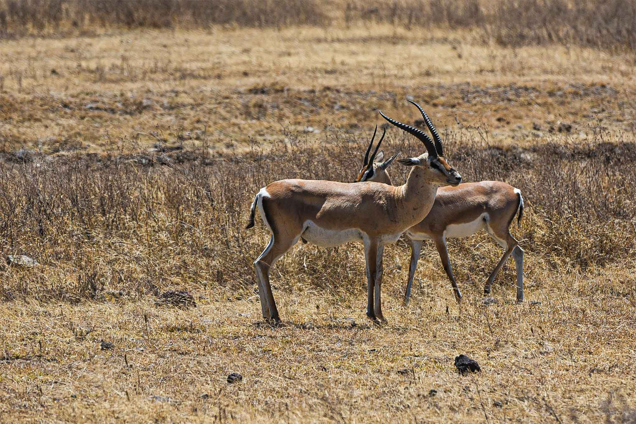Ngorongoro
