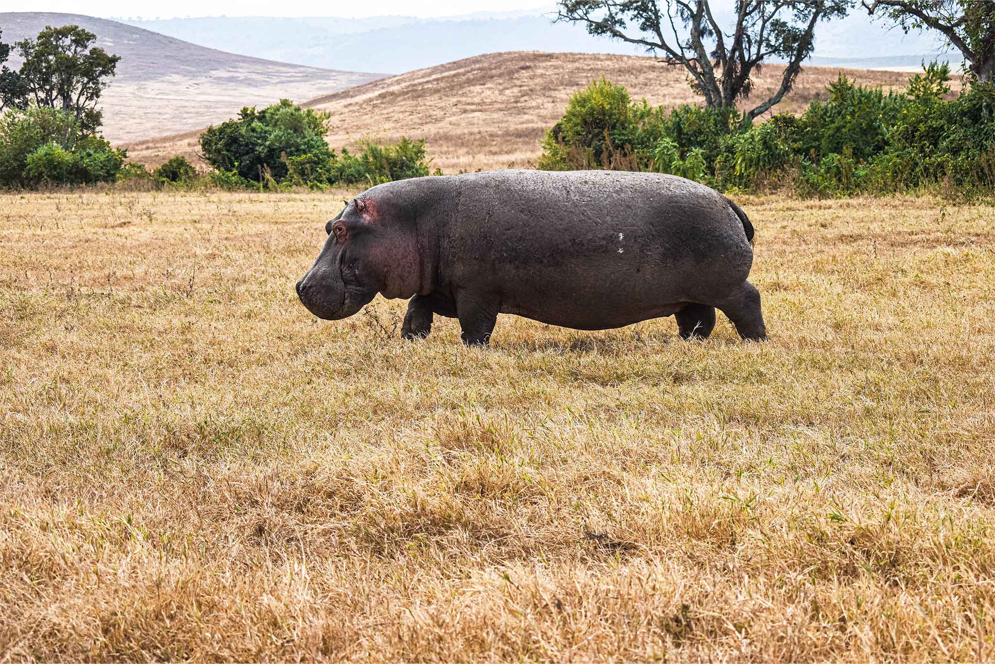Ngorongoro