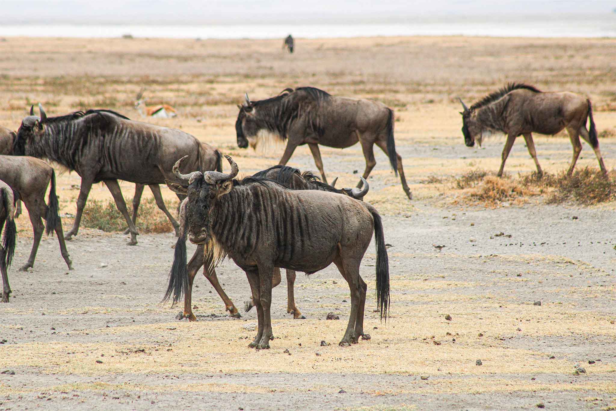 Ngorongoro