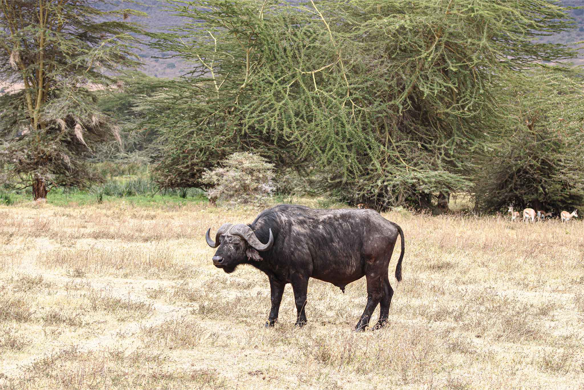 Ngorongoro