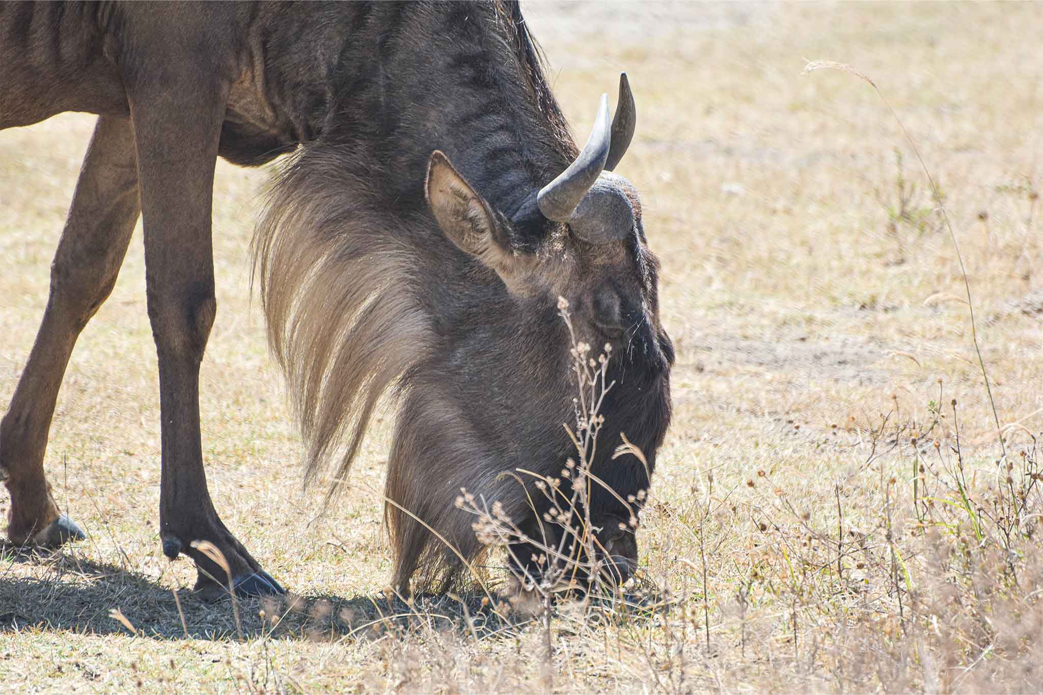 Ngorongoro