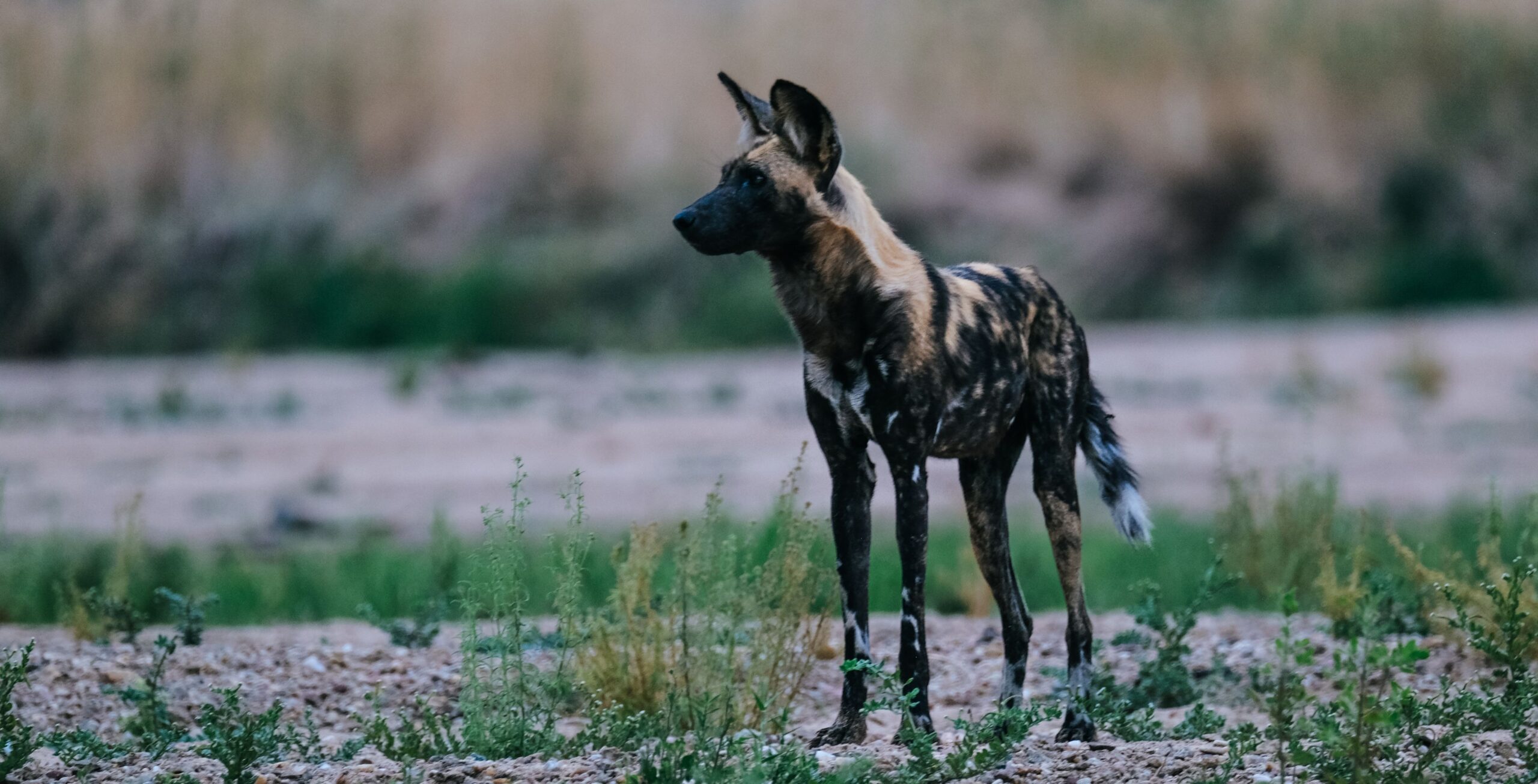 Ruaha