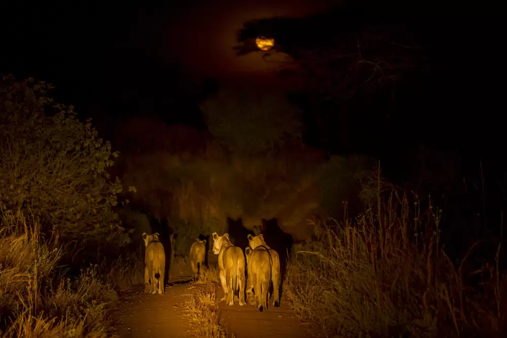 Ruaha night game