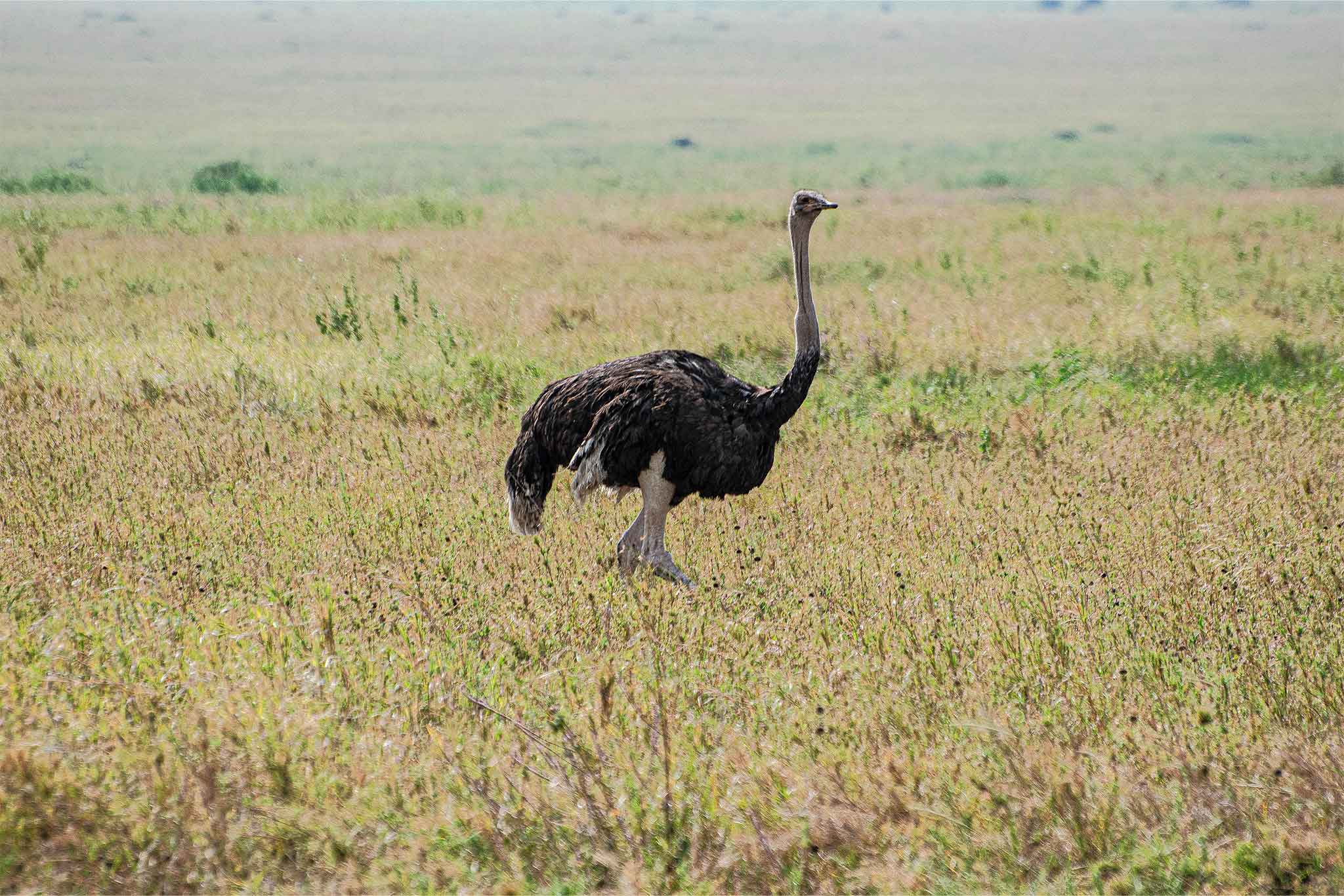Serengeti