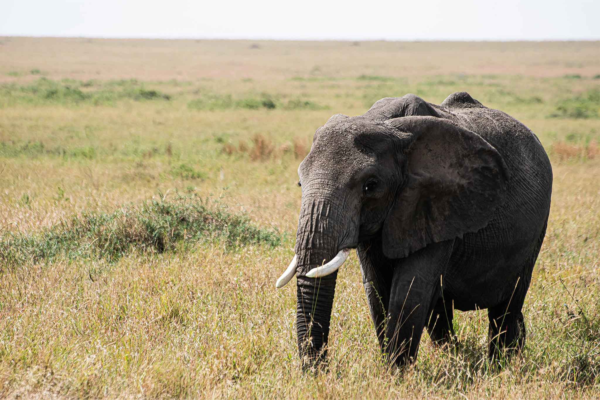 Serengeti