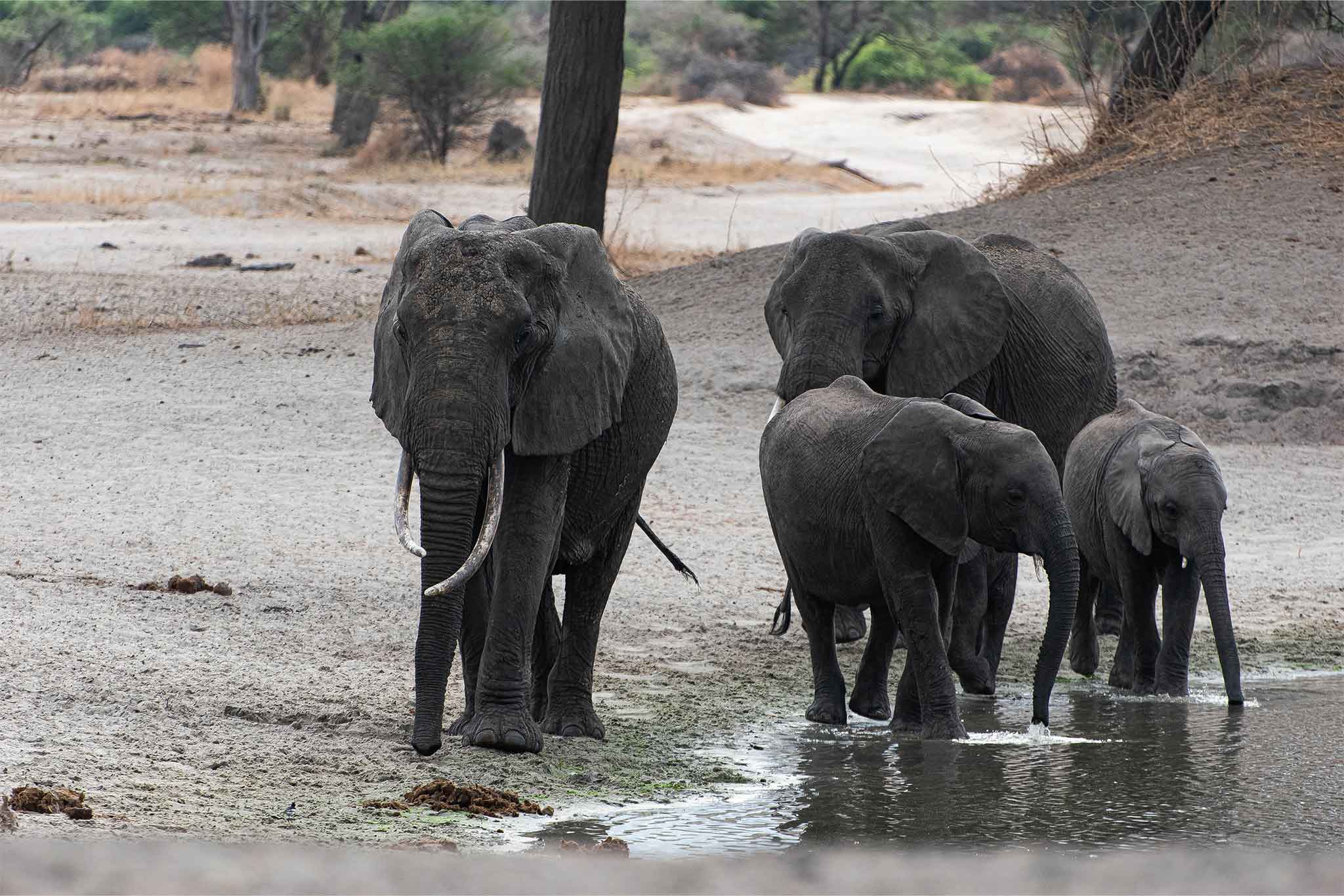 Tarangire