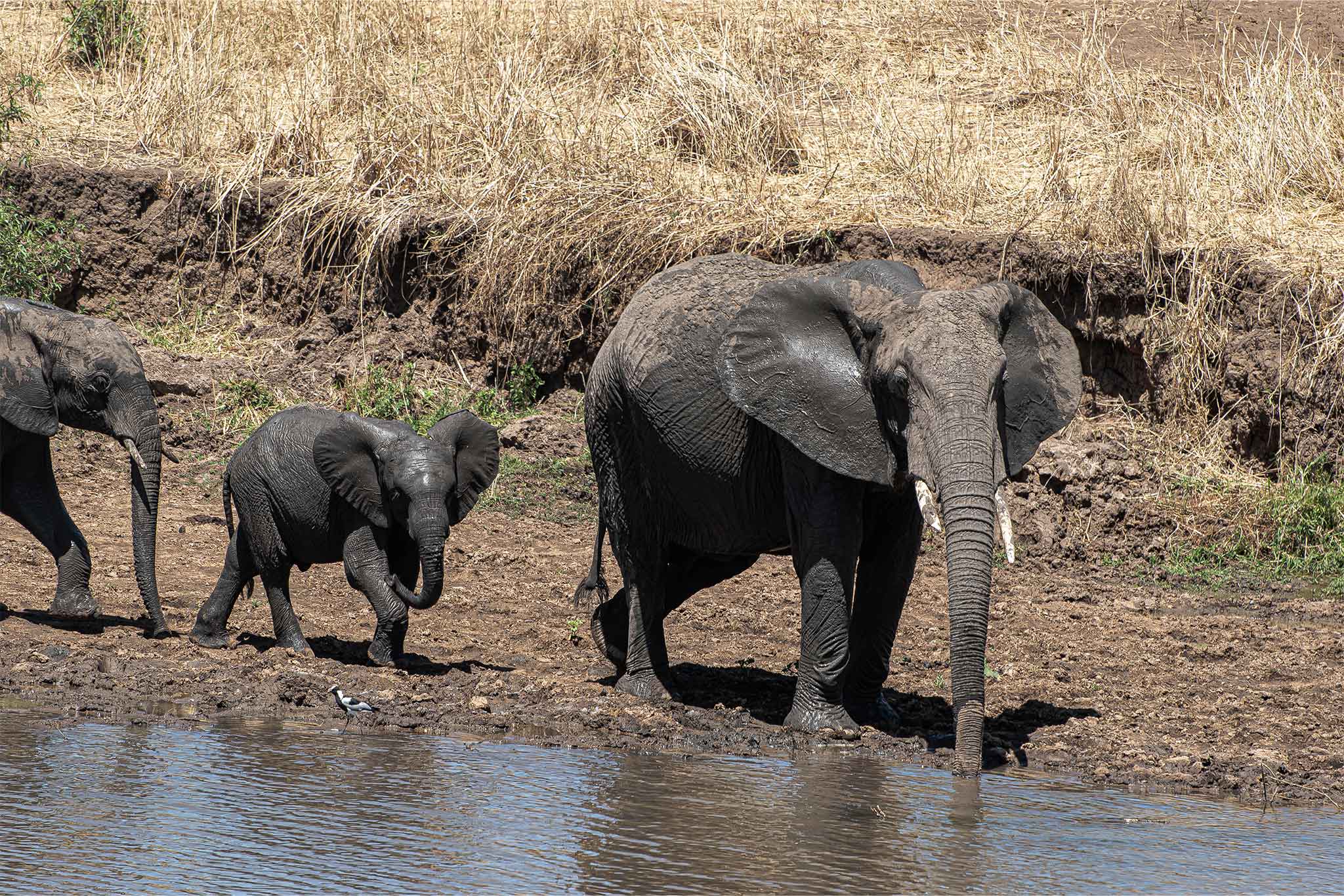Tarangire 