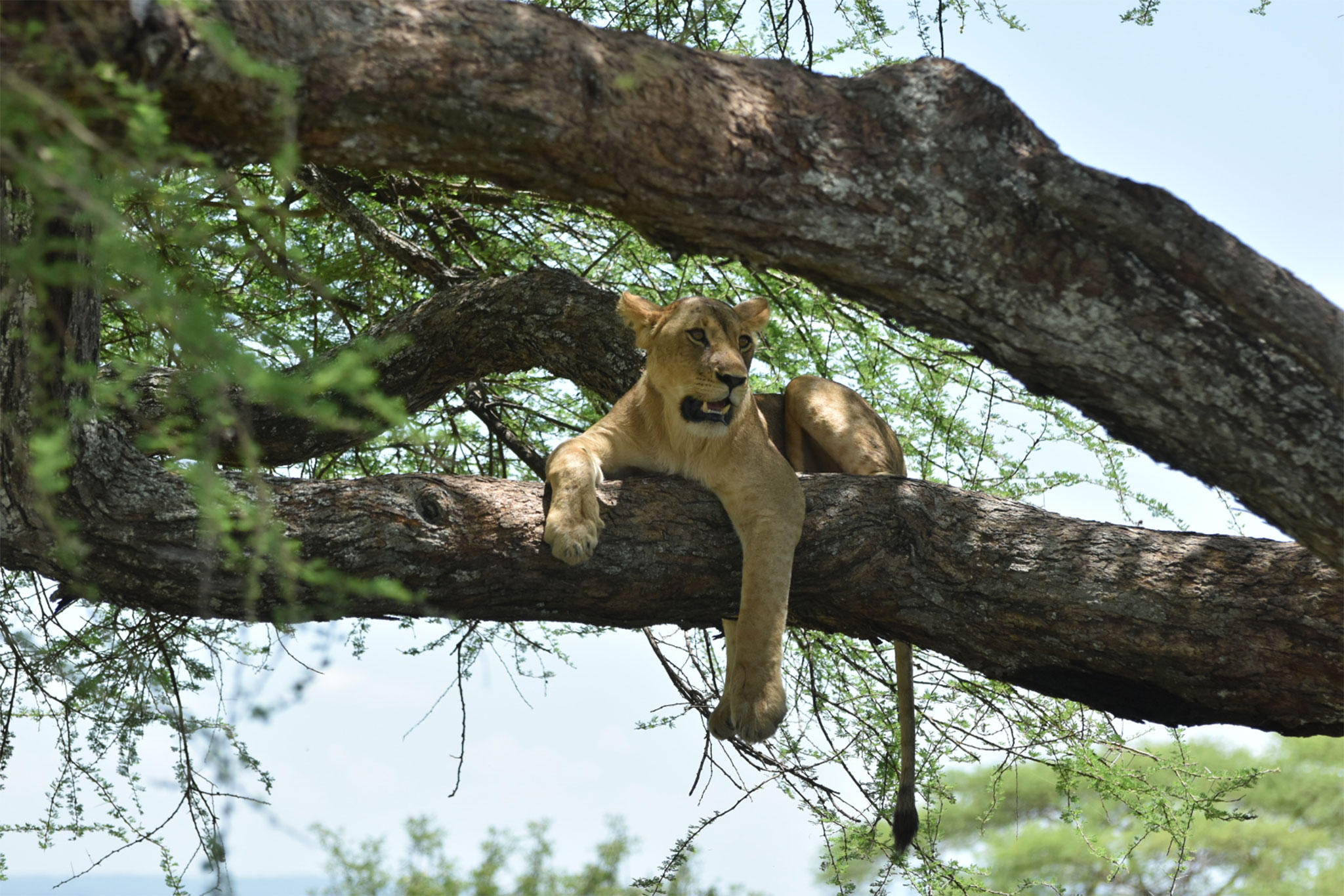 Tarangire
