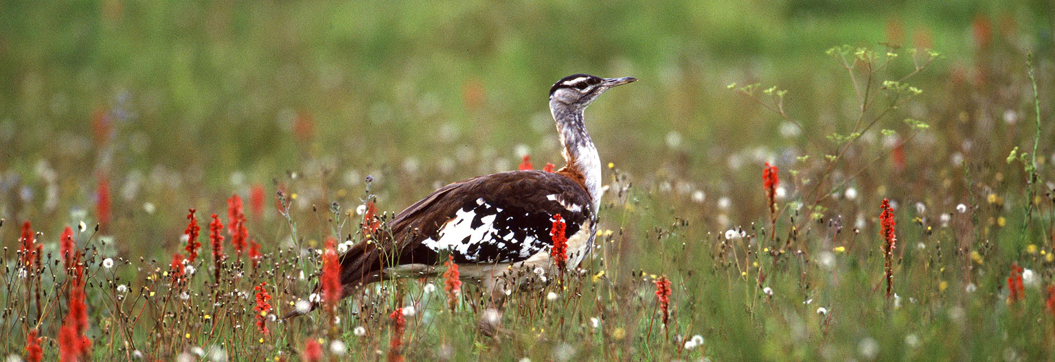 Kitulo