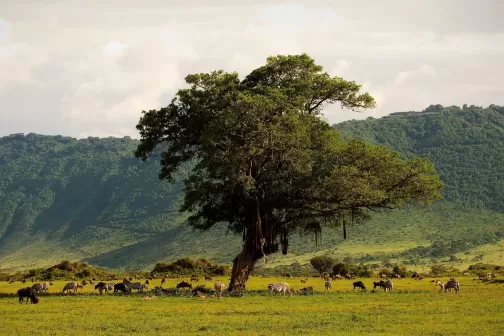 Ngorongoro Crater
