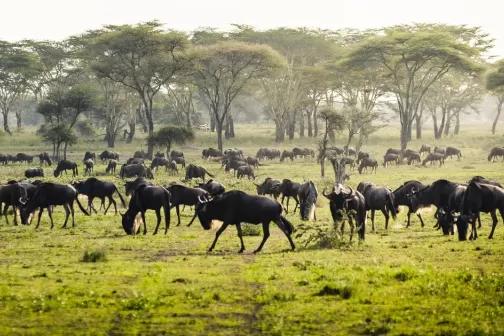 Arusha