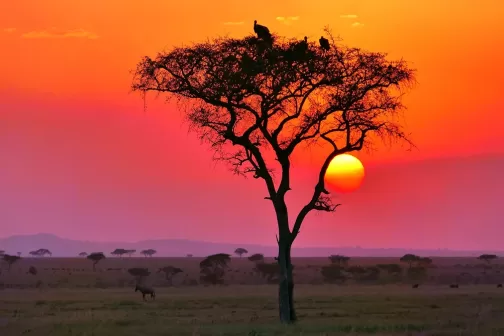 tour-tanzania-sunset