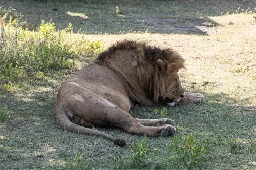 Ndutu