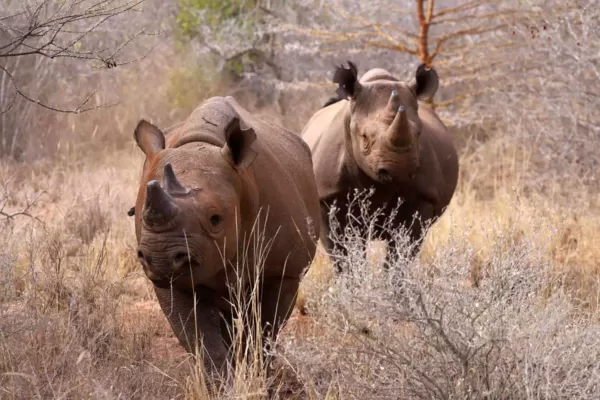 Mkomazi